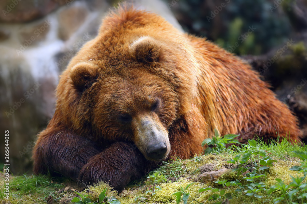 The mainland grizzly (Ursus arctos horribilis) portait of the big female bear. Grizzly portrait.