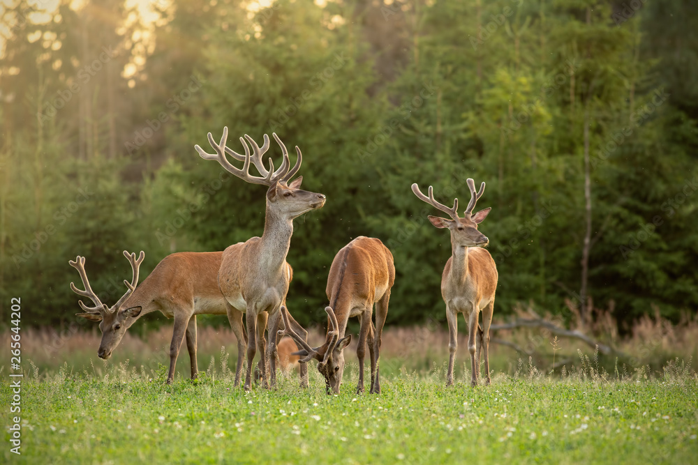 Fototapeta premium Herd of red deer, cervus elaphus, stags with antlers covered in velvet in spring. Group of wild animals in nature with fresh green vegetation at sunset.