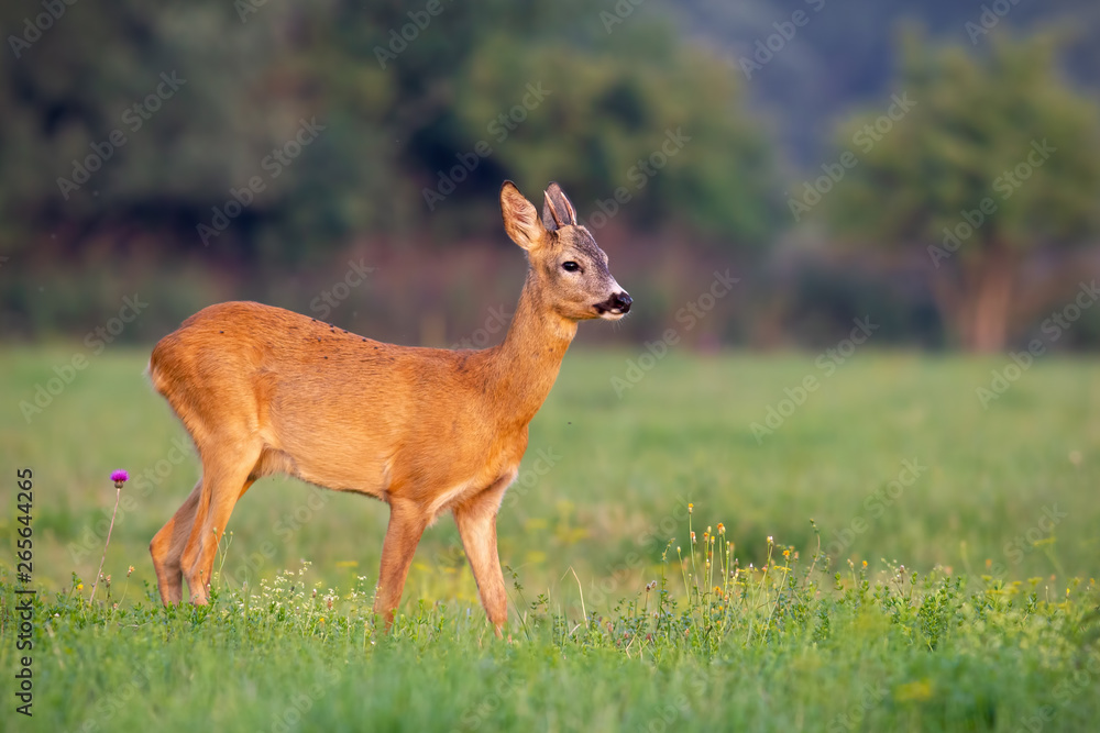 Young roe deer, capreolus capreolus, buck in summer on a fresh green grass. Wild animal in nature. Wildlife scenery with vibrant colors at sunset. Young roe deer, capreolus capreolus, buck in summer on a fresh green grass. Wild animal in nature. Wildlife scenery with vibrant colors at sunset.