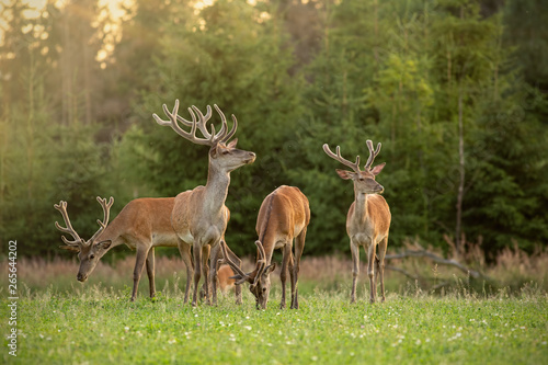 Herd of red deer  cervus elaphus  stags with antlers covered in velvet in spring. Group of wild animals in nature with fresh green vegetation at sunset.