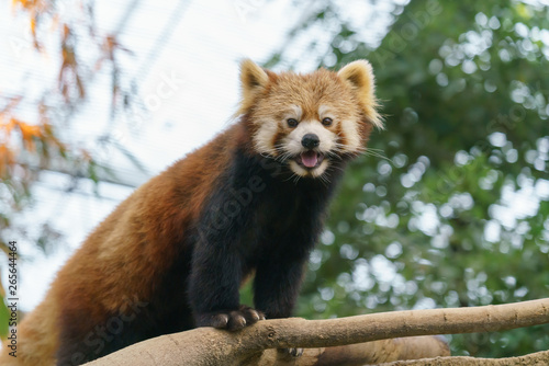 神戸どうぶつ王国　レッサーパンダ