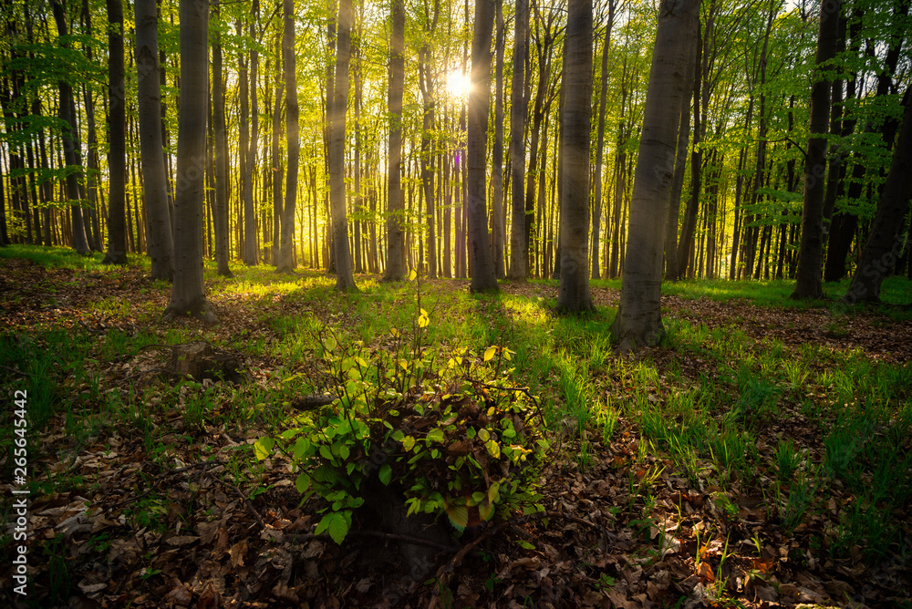 Obraz premium Sunrays in the green forest