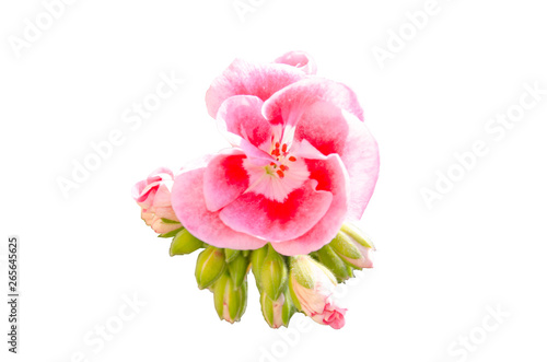 pink geranium on a white background