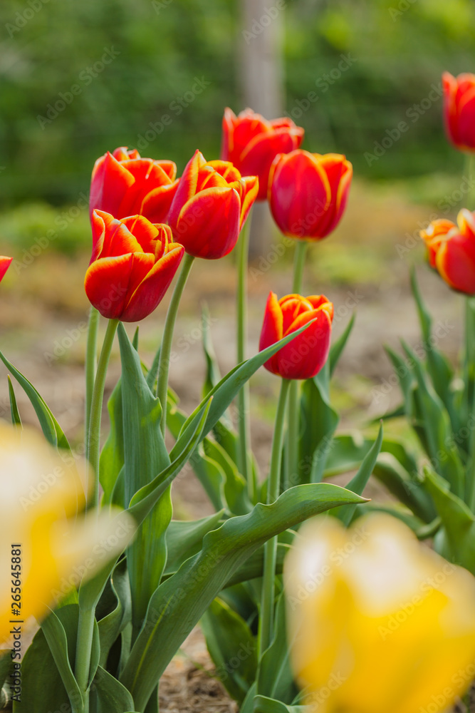 Obraz premium tulips field agriculture holland