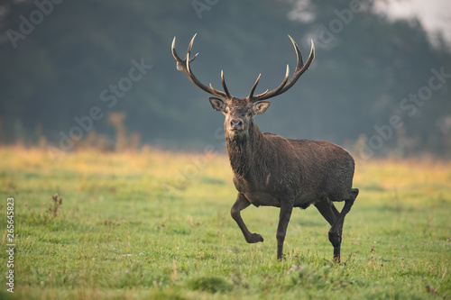 Running red deer, cervus elaphus, stag in the early morning light. Action wildlife scenery. Majestic buck in motion. © WildMedia