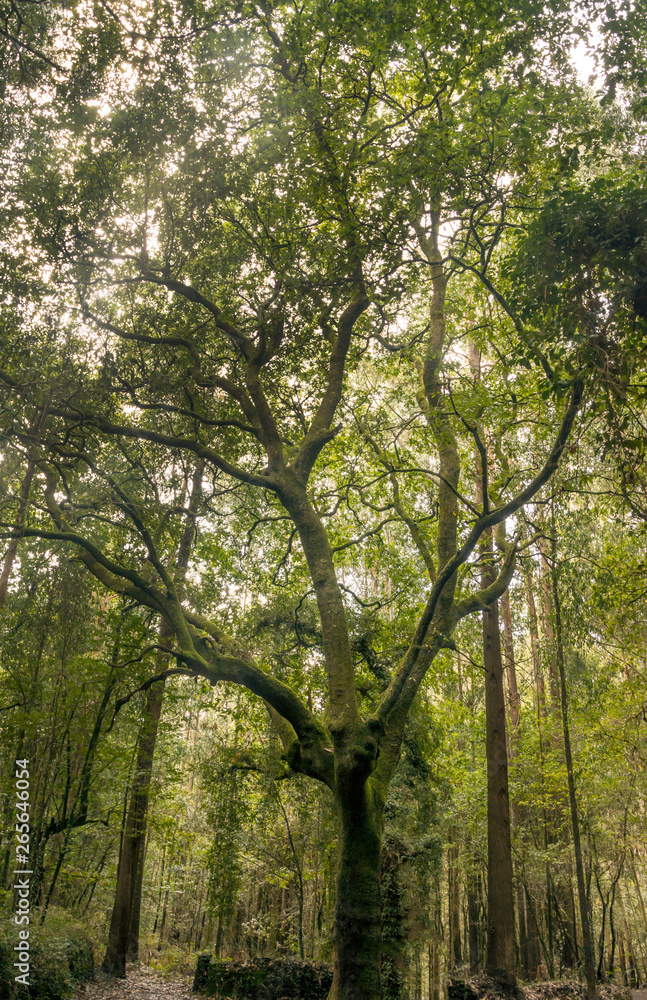 Trees in the forest of the north of Spain.