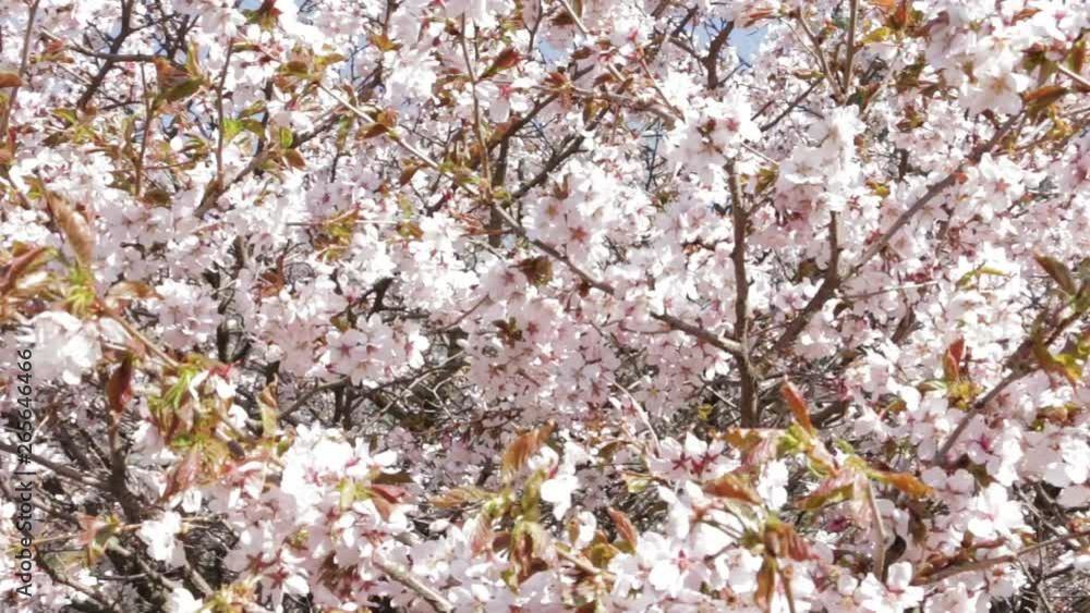 Cherry blossom. Spring nature background. Selective focus. Warm pink, Cherry blossom. Spring nature background. Selective focus. Warm pink,