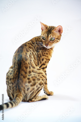 Female bengal cat is sitting, studio shot on white background © anna pozzi