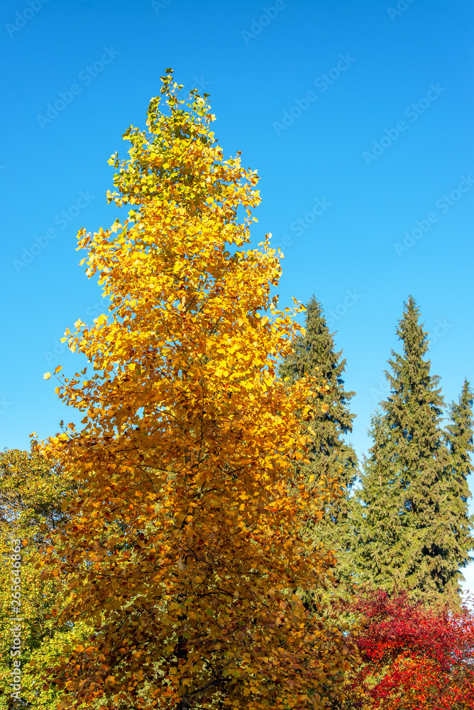 Fall Colors in Portland, Oregon
