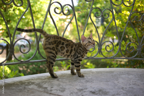 Portrait of a bengal cat sitting on a balcony and looking up