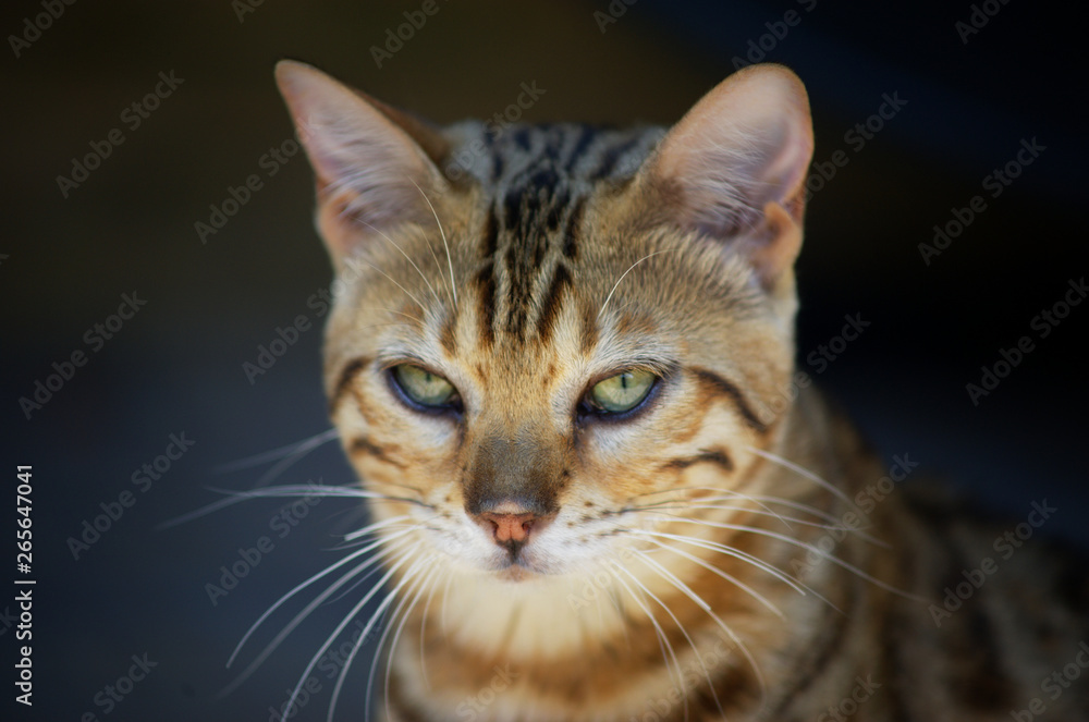 Head potrait of a bengal cat Head potrait of a bengal cat