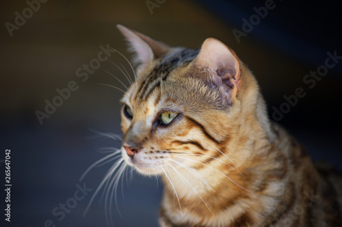 Wallpaper Mural Head potrait of a bengal cat Torontodigital.ca