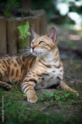 Fototapeta Naklejka Na Ścianę i Meble -  Beautiful female bengal cat in the garden