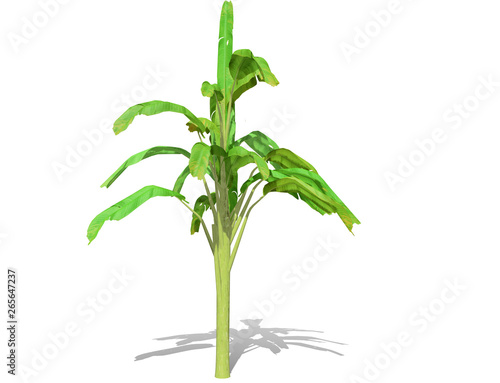 3D rendering - Banana tree isolated over a white background use for natural poster or wallpaper design, 3D illustration Design.