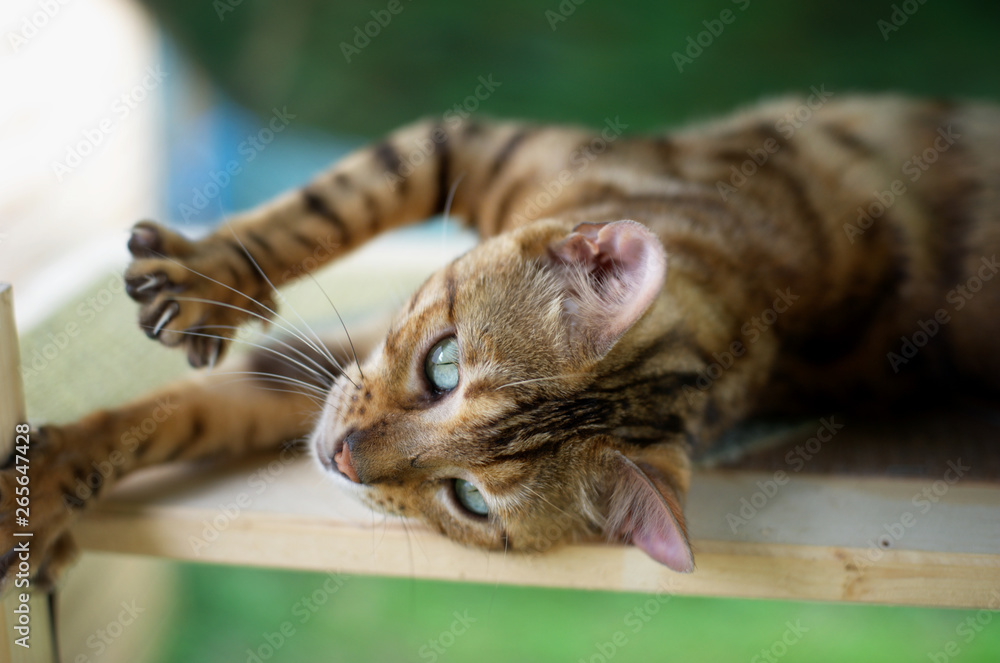 Naklejka premium Bengal cat is stretching legs