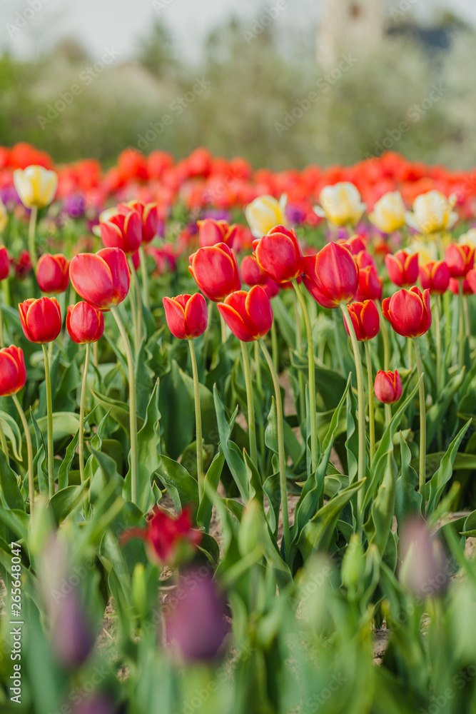 Fototapeta premium tulips field agriculture holland