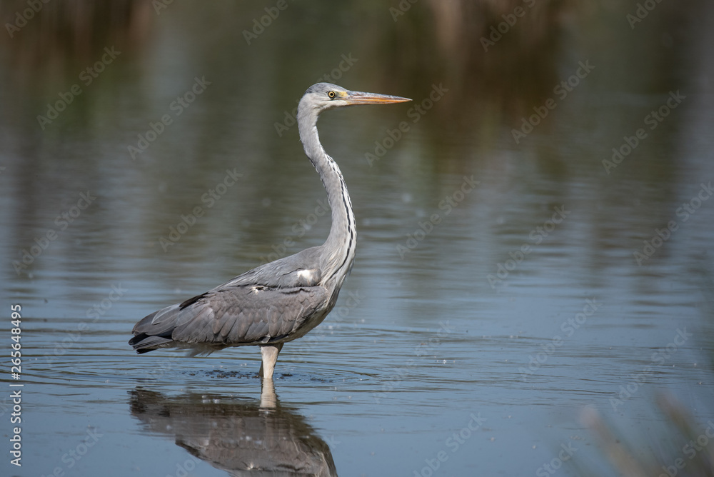 Grey heron (Ardea cinerea), real wildlife - no ZOO Grey heron (Ardea cinerea), real wildlife - no ZOO
