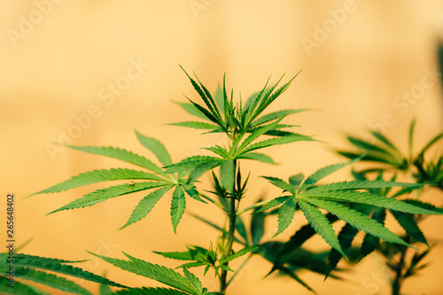 Marijuana leaves  hemp  Indica  natural bokeh background