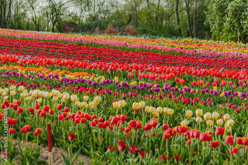 Wallpaper Mural tulips field agriculture holland Torontodigital.ca