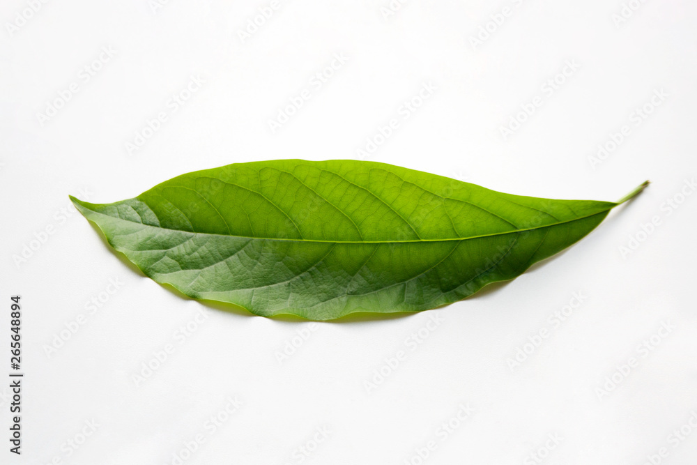 Obraz premium Single green avocado tree leaf isolated on white background