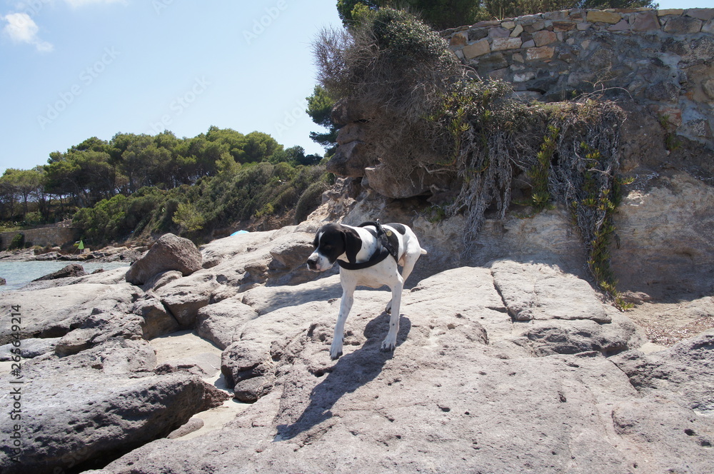 White dog runs near the sea on the beach on the shore. White dog runs near the sea on the beach on the shore.