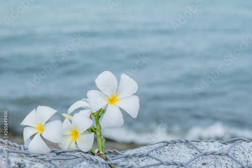 white flowers on the beach © aekachai