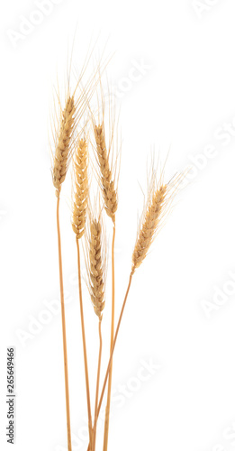 Ears of barley isolated on white.