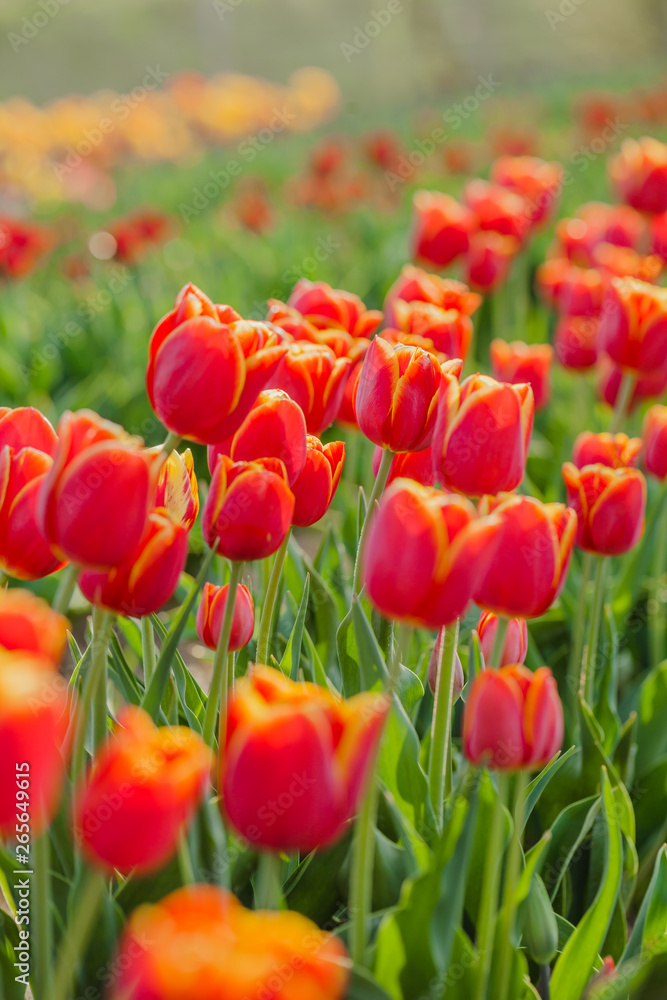 tulips field agriculture holland