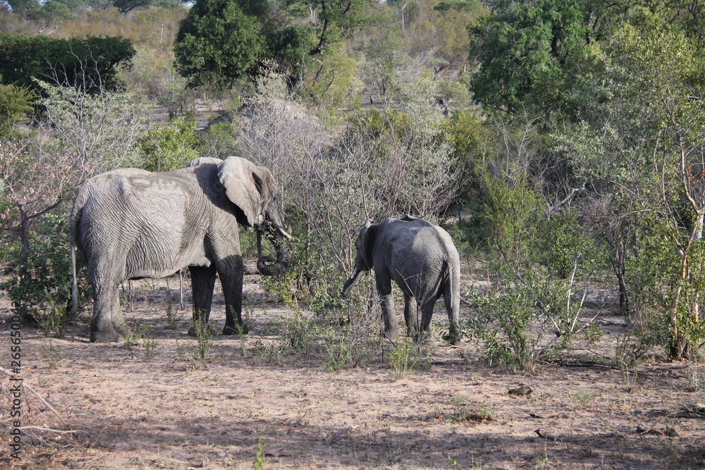 un éléphant et son éléphanteau dans la brousse en Afrique du Sud