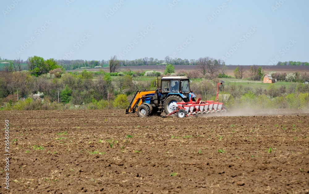 Obraz premium Tractor sows wheat and rye on a plowed field on a spring sunny day
