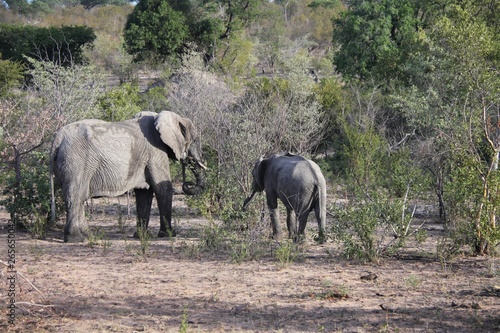 un   l  phant et son   l  phanteau dans la brousse en Afrique du Sud