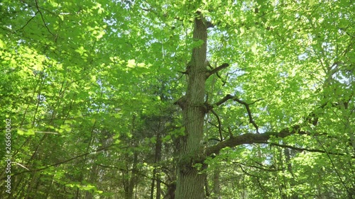 Huge oak tree with large branches growing in dense forest. Sunny day in wood photo