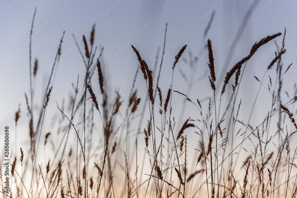 Fototapeta premium Grass silhouette with dusk gradient background.