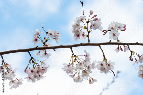 Beautiful cherry blossom sakura in spring time