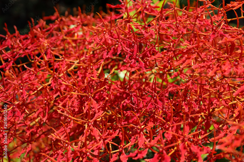 Fototapeta premium Orchid flower in tropical garden. The scientific name 