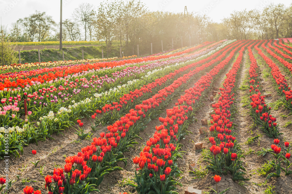 tulips field agriculture holland