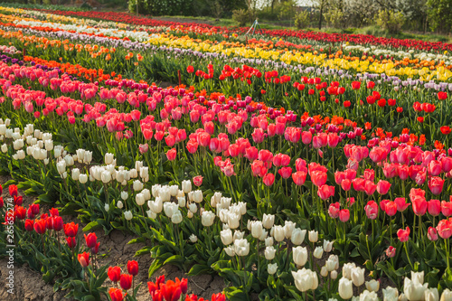 Wallpaper Mural tulips field agriculture holland Torontodigital.ca