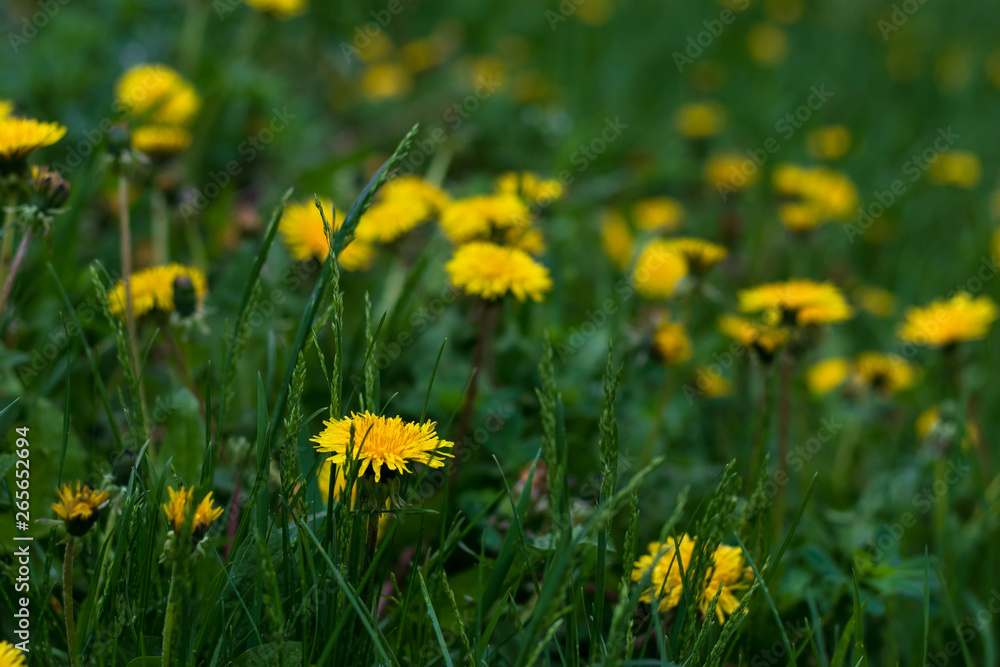 Yellow flower field of dandelions. Spring nature scene. Spring floral background. Green grass field. Flower background. Colorful yellow flower field dandelions on green background.