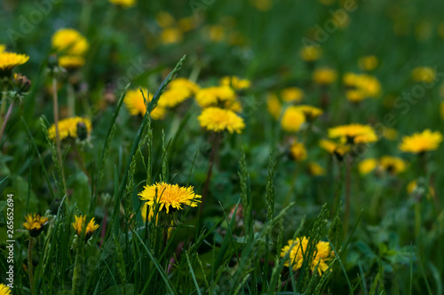 Yellow flower field of dandelions. Spring nature scene. Spring floral background. Green grass field. Flower background. Colorful yellow flower field dandelions on green background.