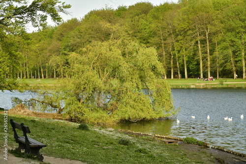 Le banc près de l'arbre couché dans l'étang du Château au parc de Tervuren à l'est de Bruxelles