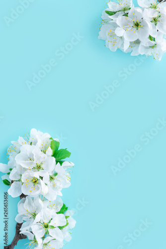 Flowers composition.  Spring cherry blossom brancheson blue background. Flat lay, top view. photo