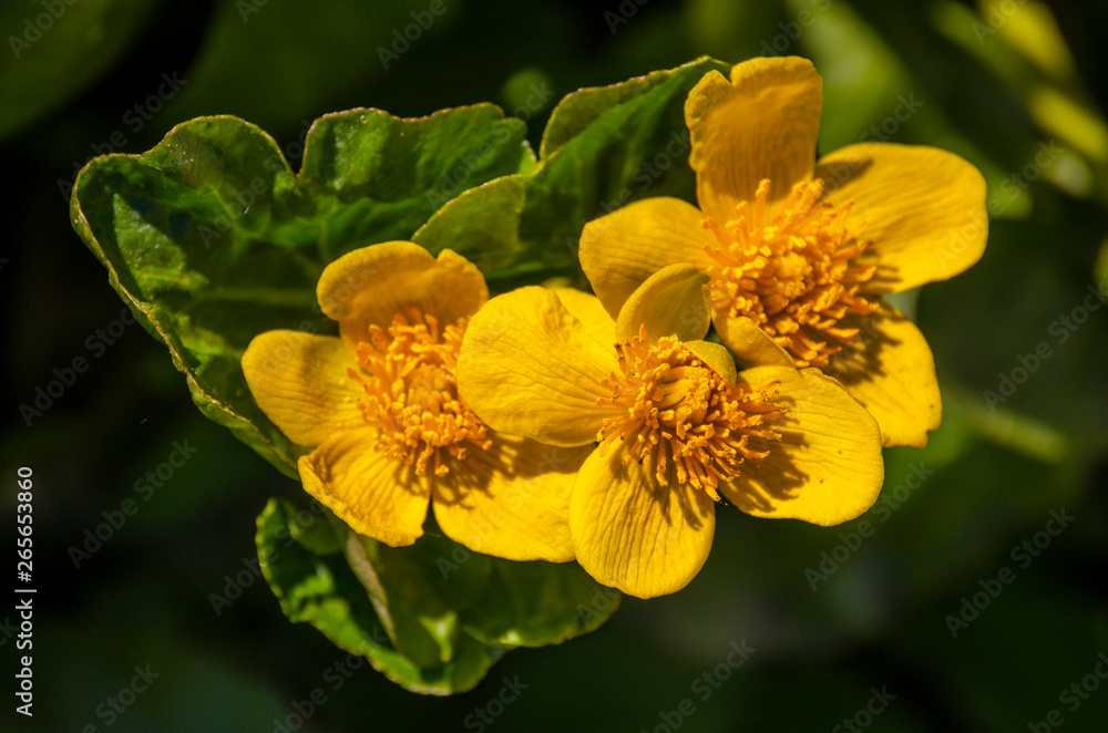Obraz premium Yellow flowers swamp on green leaves