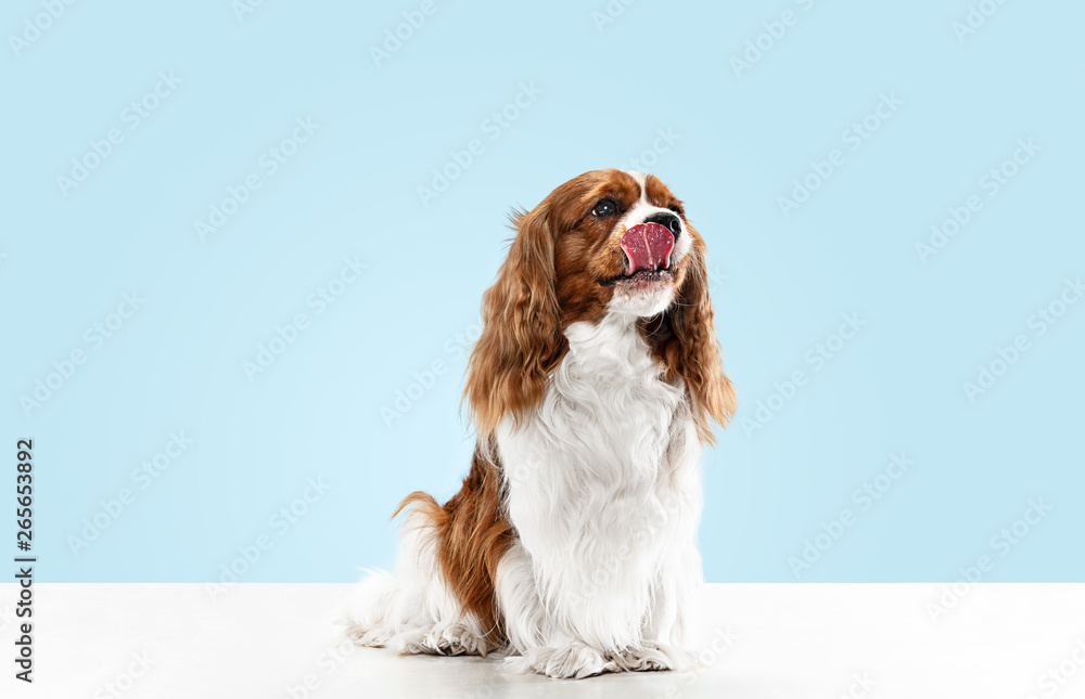 Obraz na plátně Spaniel puppy playing in studio