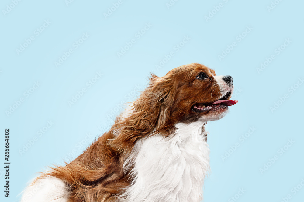 Spaniel puppy playing in studio. Cute doggy or pet is sitting isolated on blue background. The Cavalier King Charles. Negative space to insert your text or image. Concept of movement, animal rights. Spaniel puppy playing in studio. Cute doggy or pet is sitting isolated on blue background. The Cavalier King Charles. Negative space to insert your text or image. Concept of movement, animal rights.
