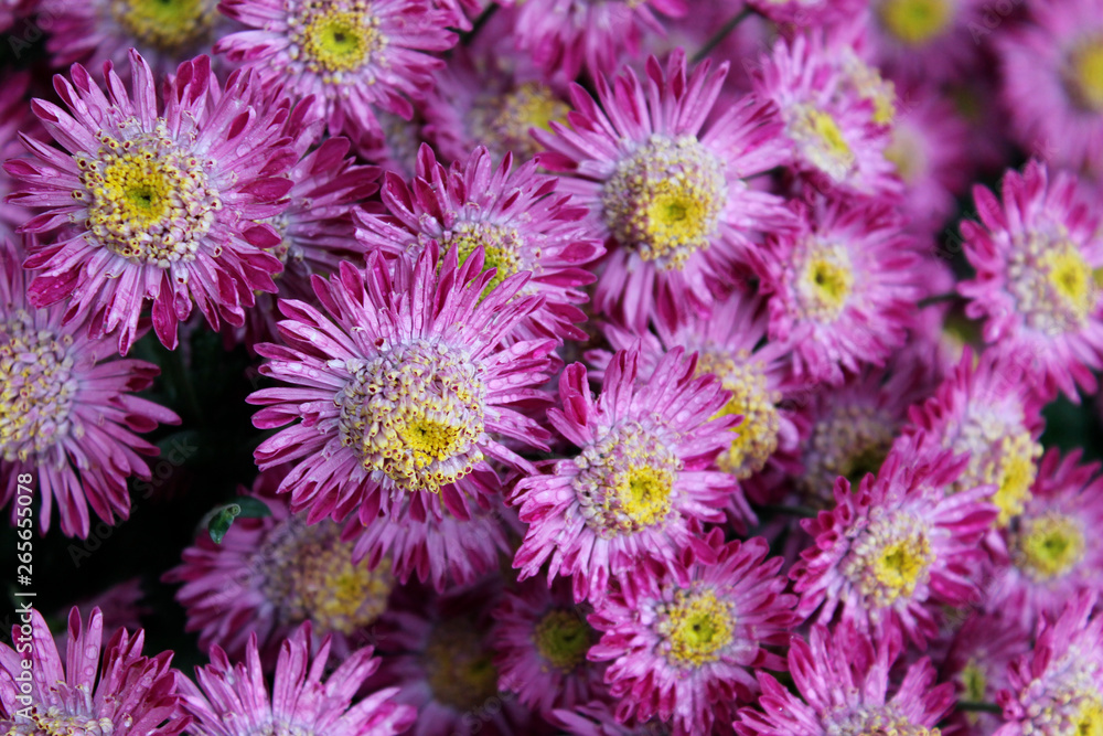 Beautiful pink chrysanthemum flowers as background picture Beautiful pink chrysanthemum flowers as background picture