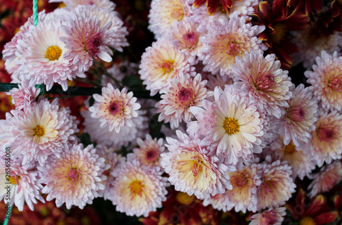 Beautiful chrysanthemum flowers close up as background picture  © Vera