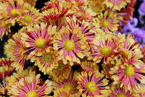 Beautiful red and yellow chrysanthemum flowers close up as background picture