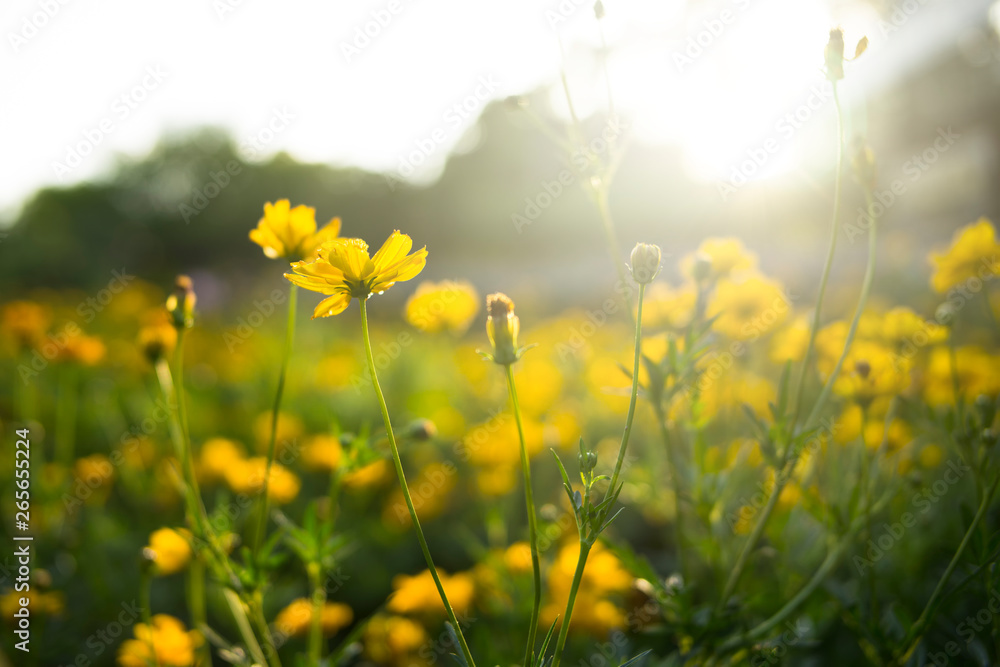Selective focus Yellow flowers on blurred background during sunset