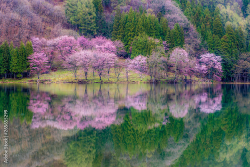 桜 reflection