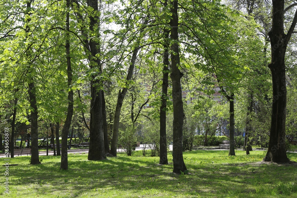 Fototapeta premium Chestnut trees in the park.